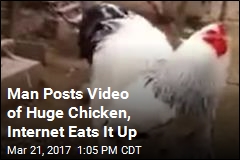 Man Posts Video of Huge Chicken, Internet Eats It Up