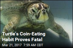 Coins Thrown for Good Luck End Up Killing Turtle