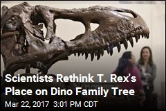 New Idea Shakes Up Dinosaur Family Tree for T. Rex, Others