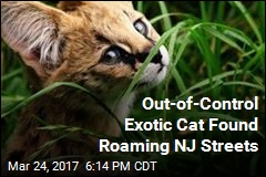 Out-of-Control African Savannah Cat Found Roaming NJ Streets