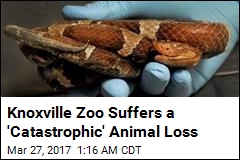 Dozens of Reptiles Found Dead at Knoxville Zoo