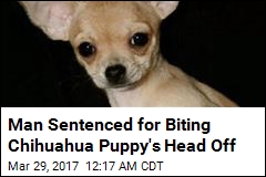 Man Gets 7 Years for Biting Head Off Chihuahua Puppy
