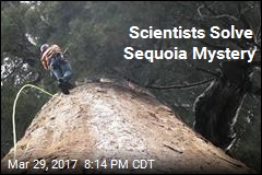 Scientists Have Solved a Sequoia Mystery