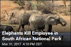 Park Employee Killed in Elephant Herd Attack