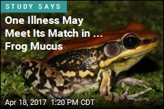 Mucus From Colorful Frog Could Contain Flu Fighter