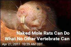 Naked Mole-Rats Just Got Even Odder