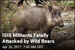 ISIS Meets Deadly New Enemy: Wild Boars