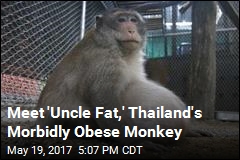 Thailand&#39;s Chunky Monkey on Diet After Gorging on Junk Food