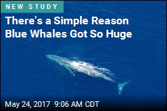 There&#39;s a Simple Reason Blue Whales Got So Huge