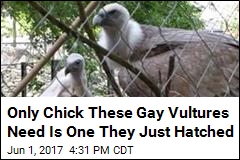 Gay Vulture Dads Hatch Chick at Zoo in Amsterdam