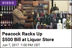 Peacock Enters Liquor Store, Takes Out $500 Worth of Wine