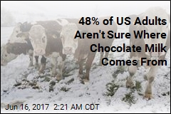 7% of US Adults Think Chocolate Milk Is From Brown Cows