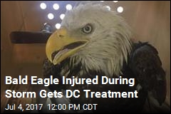 Downed by Storm, DC Bald Eagle Bounces Back