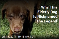 Elderly Dog Survives 9 Months in Mountains