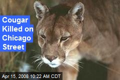 Cougar Killed on Chicago Street