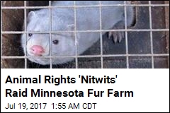 Burglars Release 40K Mink From Fur Farm