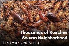 Thousands of Roaches Come From Manhole, Swarm Neighborhood