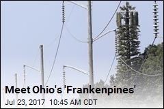 Meet Ohio&#39;s &#39;Frankenpines&#39;