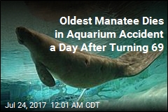 Oldest Manatee Dies in Aquarium Accident a Day After Turning 69