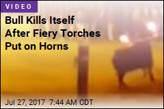 Bull Kills Itself After Fiery Torches Put on Horns
