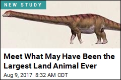 Biggest Dino Ever May Have Been as Heavy as Space Shuttle