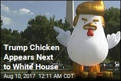 Inflatable Trump Chicken Appears Next to White House