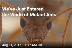 We&#39;ve Just Entered the World of Mutant Ants