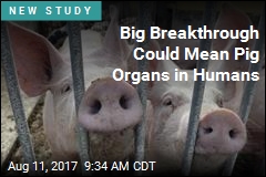 Big Breakthrough Could Mean Pig Organs in Humans