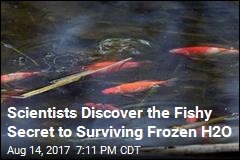Scientists Discover the Fishy Secret to Surviving Frozen H2O