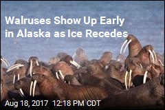 Receding Ice Forces Walruses to Shore Earlier Than Ever
