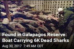 Found in Galapagos Reserve: Boat Carrying 6K Dead Sharks