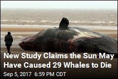 Solar Storms May Have Killed 29 Sperm Whales