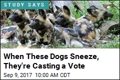 When These Dogs Sneeze, They&#39;re Casting a Vote