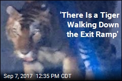 Circus Tiger Gets Loose, Terrifies in Georgia