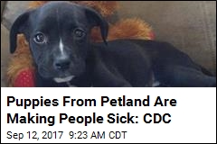 Puppies From Petland Are Making People Sick: CDC
