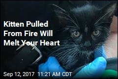Kitten Pulled From Fire Will Melt Your Heart