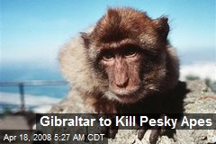 Gibraltar to Kill Pesky Apes
