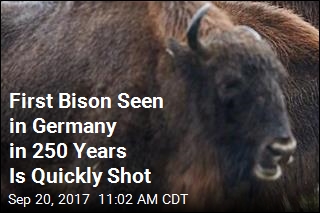 First Wild Bison in 250 Years Is Shot in Germany