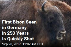 First Wild Bison in 250 Years Is Shot in Germany