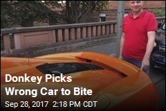 Donkey Chomps $200K Sports Car, Must Pay Up