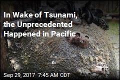 Tsunami Brought Unwelcome Colonists to America