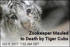 Tiger Cubs Kill Zookeeper