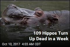 Anthrax Eyed in Deaths of 109 Hippos
