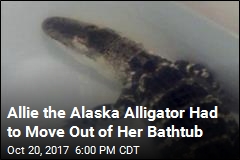 Alaska Rescue Group Takes in Alligator That Outgrew Bathtub