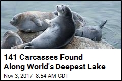 On Shoreline of World&#39;s Deepest Lake, 141 Dead Seals