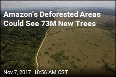 Brazil Begins &#39;World&#39;s Largest Tropical Reforestation&#39; Effort