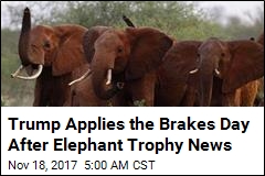 Trump to Hold Off on Allowing Elephant Trophies&mdash;for Now