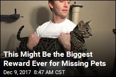 Find These Missing Cats, and Become Bitcoin Rich