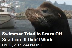 Swimmer Hospitalized After Sea Lion Attack