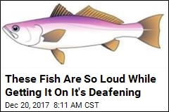 This Fish Sex Sounds Like &#39;a Really Loud Machine Gun&#39;
